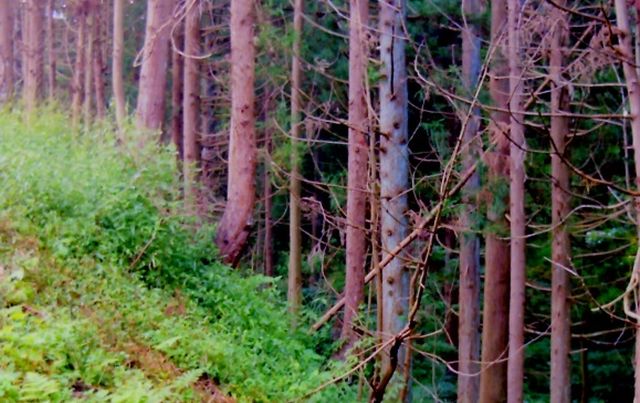 柳田館跡（片寄城）  一般社団法人紫波町観光交流協会