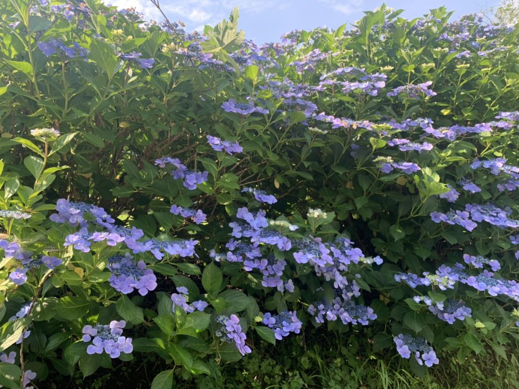 赤沢あじさいロード 7 21 一般社団法人紫波町観光交流協会