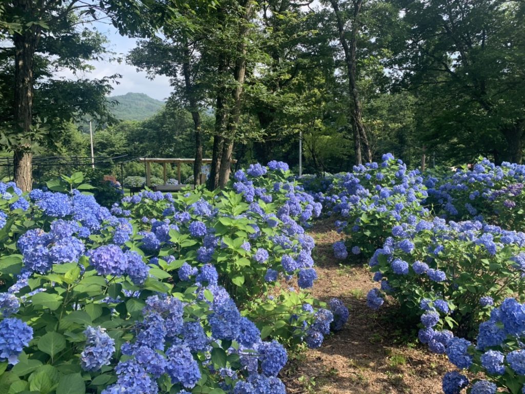 赤沢あじさいロード 7 21 一般社団法人紫波町観光交流協会
