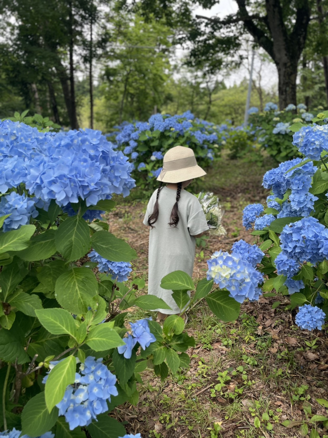 赤沢あじさいロード 21 7 9 一般社団法人紫波町観光交流協会